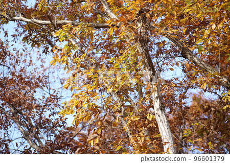Quercus serrata with beautiful orange leaves in early winter Quercus serrata with beautiful orange leaves in early winter 96601379