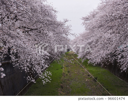 Cherry blossom trees along the river. Scenery in the suburbs of Tokyo. Cherry blossom trees along the river. Scenery in the suburbs of Tokyo. 96601474