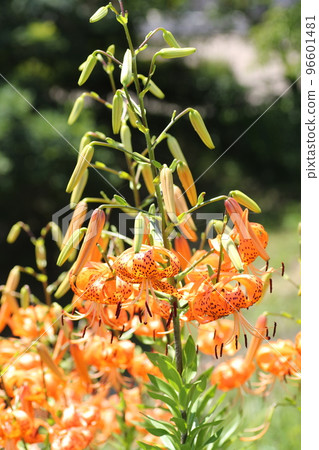 橙色百合，鈴蘭，盛開在仲夏的高地 96601481