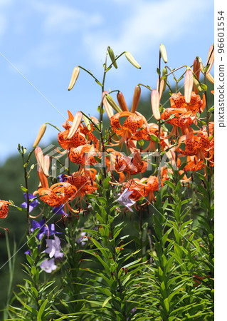 Orange lily, lily of the valley, blooming in the highlands of midsummer Orange lily, lily of the valley, blooming in the highlands of midsummer 96601554
