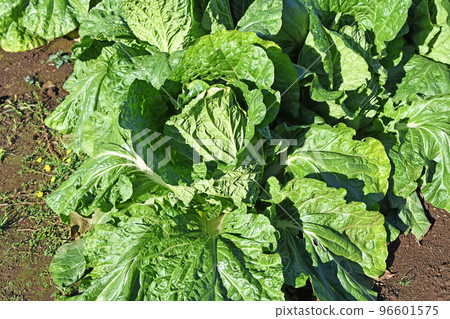 Chinese cabbage field in late November 96601575