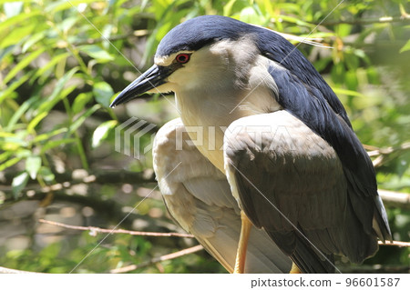 A night heron standing by the water A night heron standing by the water 96601587