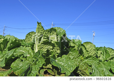 Chinese cabbage field in late November 96601616