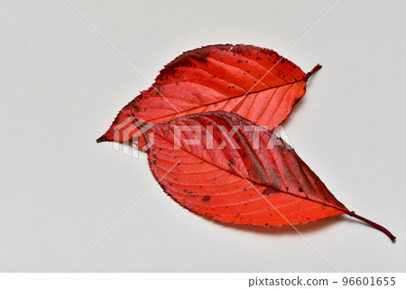 Autumn leaves (cherry blossom leaves) Autumn leaves (cherry blossom leaves) 96601655