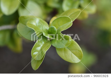 Mirror Bush 96601928