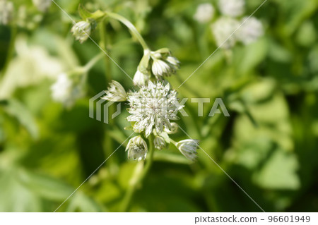 Carnic masterwort 96601949