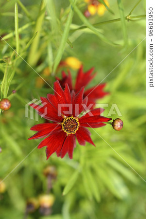 Plains tickseed 96601950