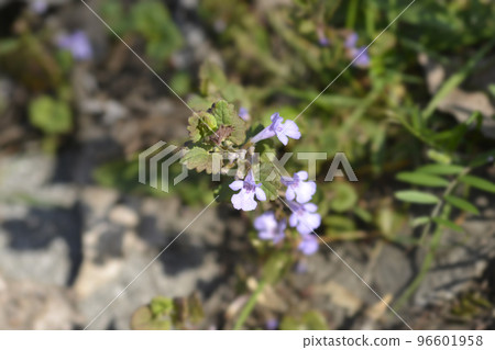 Ground-ivy Ground-ivy 96601958