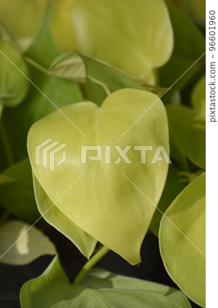 Sweetheart plant Lemon Lime Sweetheart plant Lemon Lime 96601960