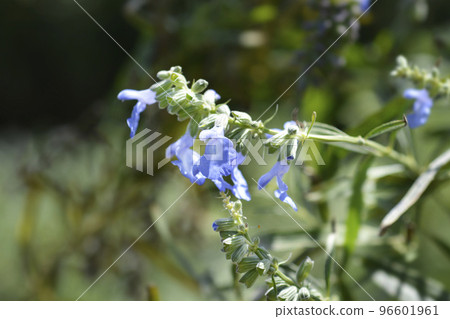 Pitcher sage Pitcher sage 96601961