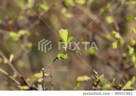 Van Houttes spiraea Van Houttes spiraea 96601962
