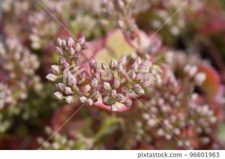 October stonecrop 96601963