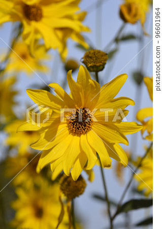 Jerusalem artichoke 96601964