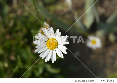 Shasta daisy Crazy Daisy Shasta daisy Crazy Daisy 96601965