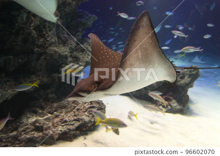 Madara Tsuboei Madara Tsuboei 96602070