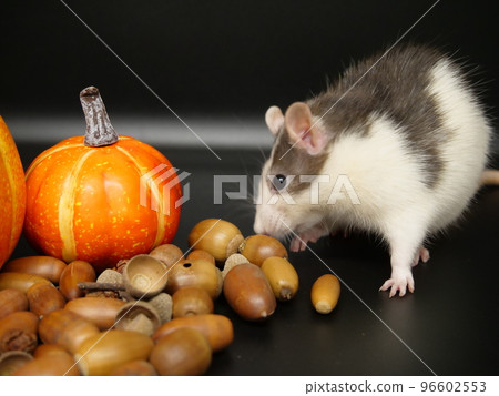 老鼠採摘橡子 96602553