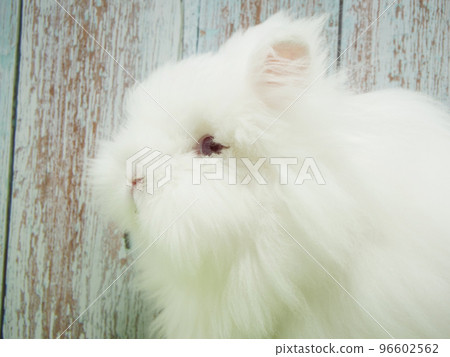 紅眼睛的兔子簡介 紅眼睛的兔子簡介 96602562