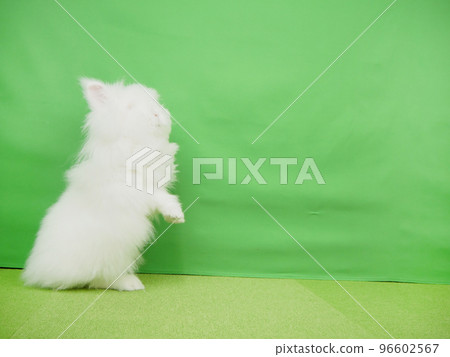 後腿站立的獅子兔 後腿站立的獅子兔 96602567