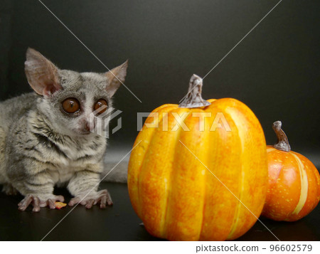 Ginger Garago staring at a pumpkin 96602579