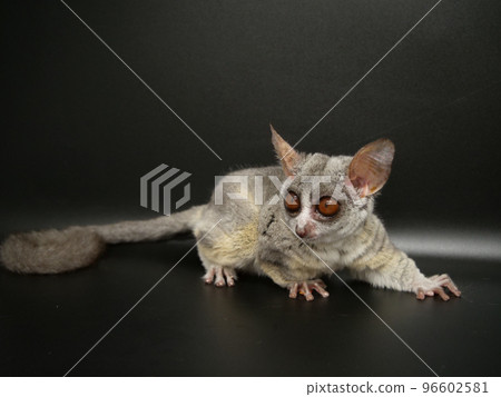 A ginger crab with cute little hands 96602581