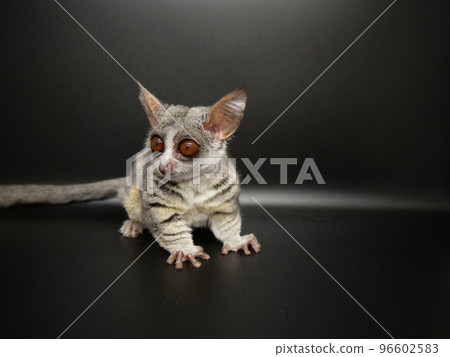 Large-eared and eyed red-clawed frog 96602583