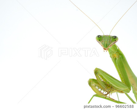 A praying mantis popping up from the side A praying mantis popping up from the side 96602588