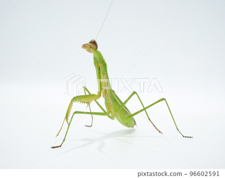 Praying mantis looking up Praying mantis looking up 96602591