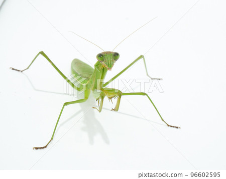 大螳螂，螳螂 96602595