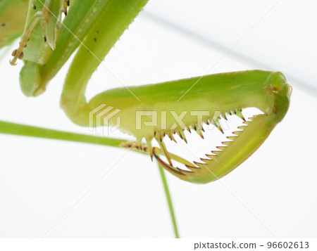 多刺螳螂的鐮刀 96602613