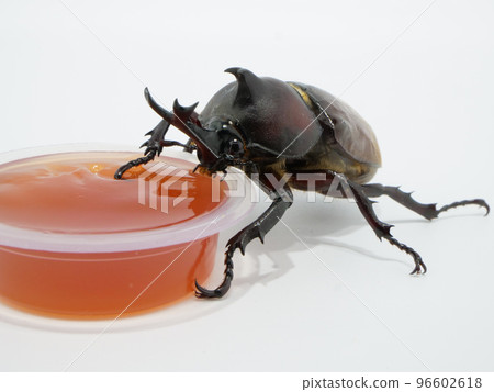 Beetle eating jelly 96602618