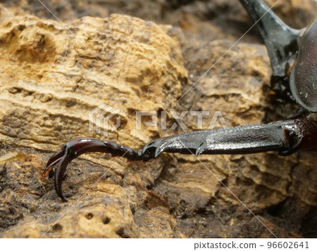 Leg of a beetle clinging to a tree 96602641