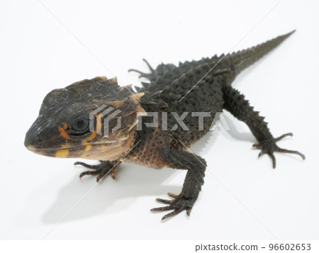 One red-backed lizard [white background] 96602653