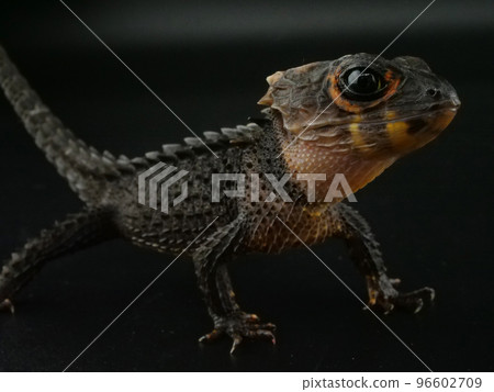 一隻紅背蜥 [黑色背景] 96602709
