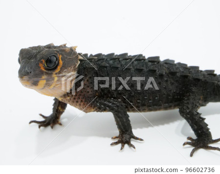 A red-backed lizard with a beautiful black and red color scheme A red-backed lizard with a beautiful black and red color scheme 96602736