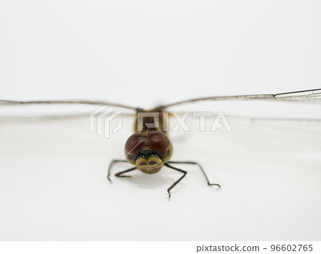 A dragonfly seen from the front 96602765