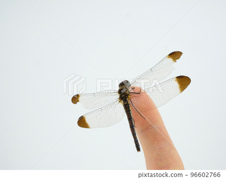 A kind of red dragonfly resting on your fingertips, Konoshimetonbo 96602766