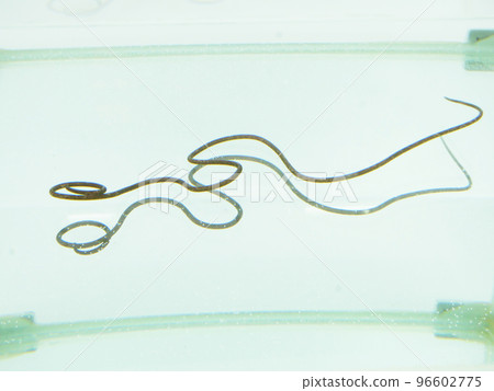 Gunegune shaped wire bug 96602775