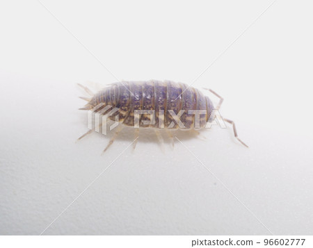 右面藍色木蝨 96602777