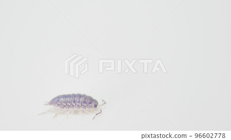 從側面看到的藍色木蝨 [複製空間] 96602778