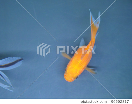 Brightly colored goldfish [overhead view] 96602817