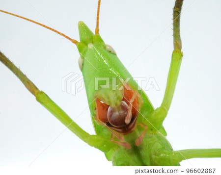 頸獼猴桃紅嘴的特寫 96602887