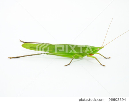 項圈蟋蟀伸展它的後腿 項圈蟋蟀伸展它的後腿 96602894