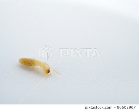 Yamato termite worker ant Yamato termite worker ant 96602907