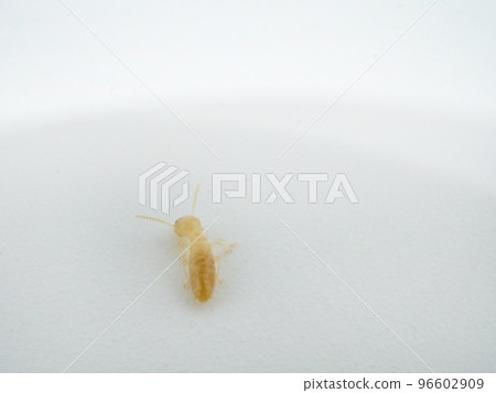 Back view of Yamato termite 96602909