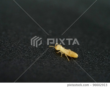 Worker ants of Yamato termite cleaning the sense of touch 96602913