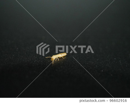 有珠狀觸角的白蟻 96602916