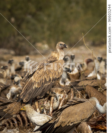 Himalayan vulture or Gyps himalayensis or Himalayan griffon vulture closeup during winter migration perched on carcass in dumping yard of jorbeer conservation reserve bikaner rajasthan india asia Himalayan vulture or Gyps himalayensis or Himalayan griffon vulture closeup during winter migration perched on carcass in dumping yard of jorbeer conservation reserve bikaner rajasthan india asia 96603244