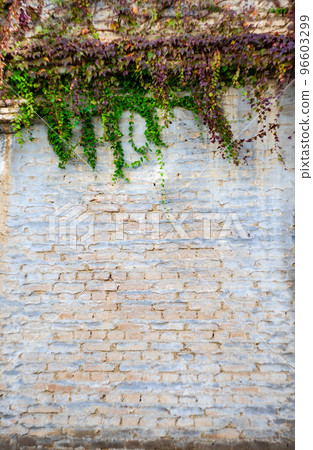 Old house wall covered with ivy plant 96603299