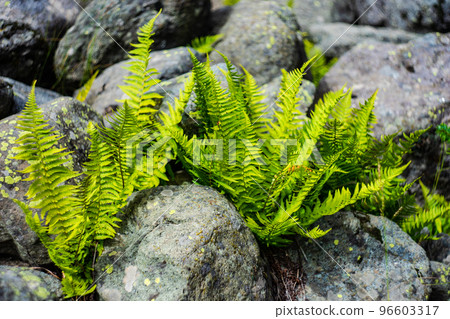 Green leaves of fern plant 96603317