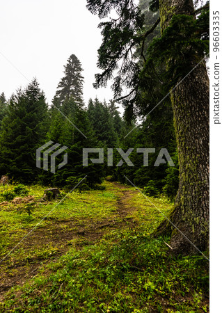 Green slopes covered with fir trees 96603335
